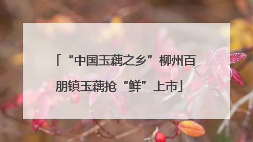 “中国玉藕之乡”柳州百朋镇玉藕抢“鲜”上市
