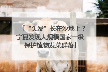 “头发”长在沙地上？宁夏发现大规模国家一级保护植物发菜群落