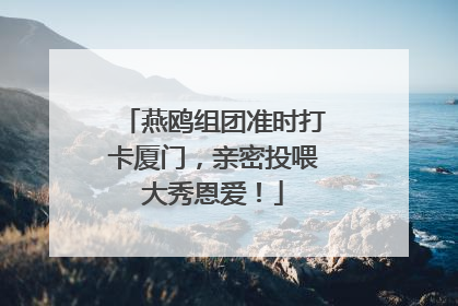 燕鸥组团准时打卡厦门，亲密投喂大秀恩爱！