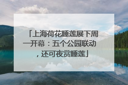 上海荷花睡莲展下周一开幕：五个公园联动，还可夜赏睡莲