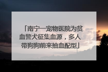 南宁一宠物医院为贫血警犬征集血源，多人带狗狗前来抽血配型
