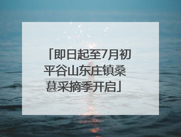 即日起至7月初 平谷山东庄镇桑葚采摘季开启