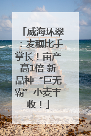 威海环翠：麦穗比手掌长！亩产高1倍 新品种“巨无霸”小麦丰收！
