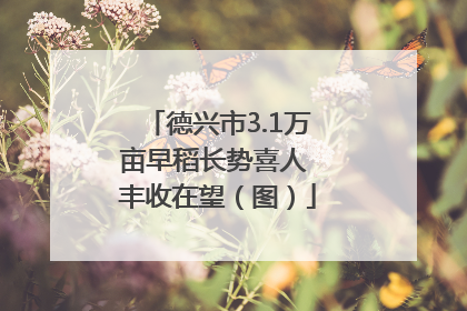 德兴市3.1万亩早稻长势喜人 丰收在望（图）