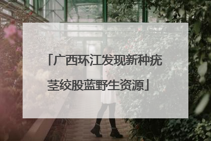 广西环江发现新种疣茎绞股蓝野生资源