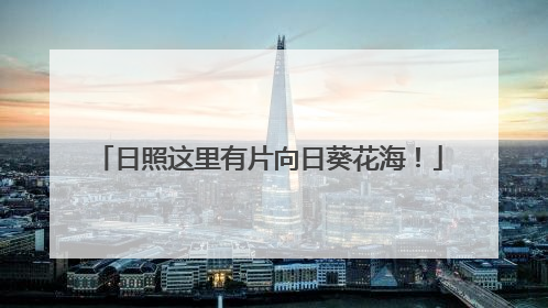 日照这里有片向日葵花海！