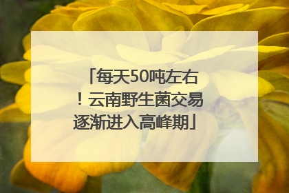 每天50吨左右！云南野生菌交易逐渐进入高峰期