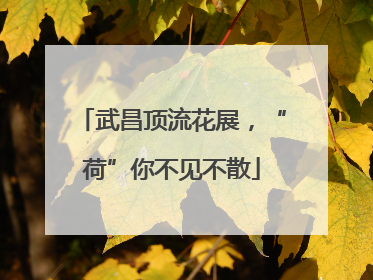 武昌顶流花展，“荷”你不见不散