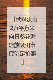 武汉洪山2万平方米向日葵花海盛放吸引市民驻足拍照