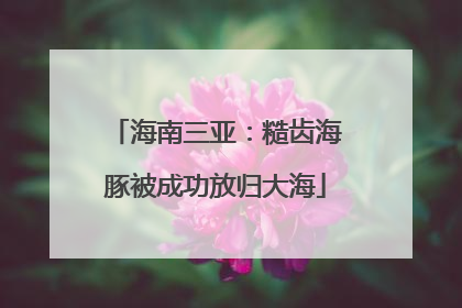 海南三亚：糙齿海豚被成功放归大海
