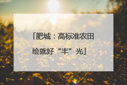 肥城：高标准农田绘就好“丰”光