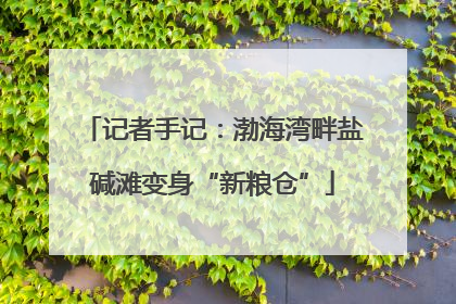 记者手记：渤海湾畔盐碱滩变身“新粮仓”