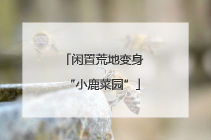 闲置荒地变身“小鹿菜园”
